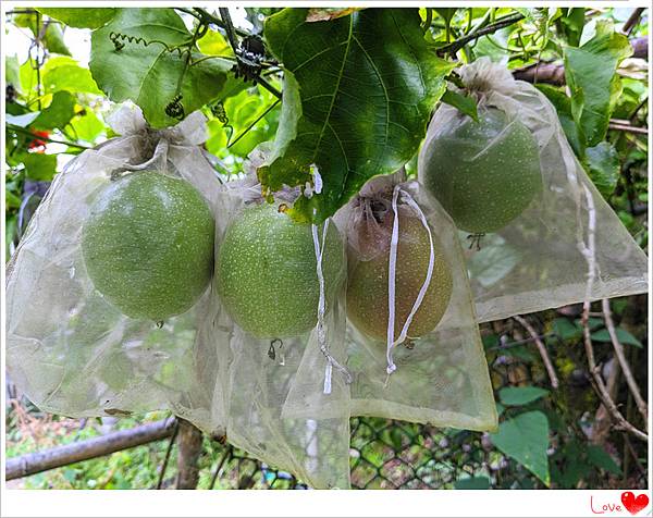 有機百香果4.jpg 有機百香果4.jpg