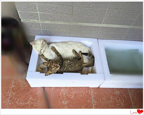 小奶貓5.jpg 小奶貓5.jpg