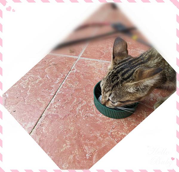 小奶貓4.jpg 小奶貓4.jpg