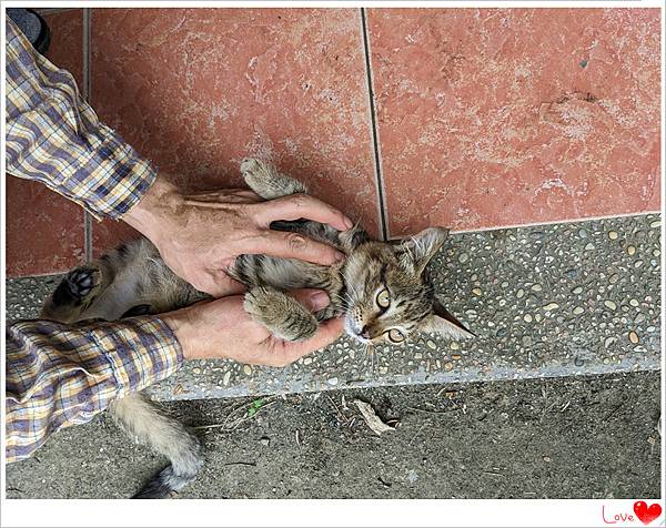 小奶貓2.jpg 小奶貓2.jpg