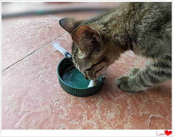 小奶貓3.jpg 小奶貓3.jpg