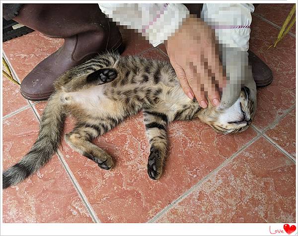 小奶貓6.jpg 小奶貓6.jpg