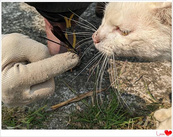大家和平.jpg 大家和平.jpg