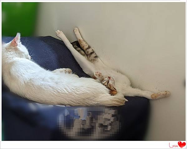 吃素貓咪2.jpg 吃素貓咪2.jpg