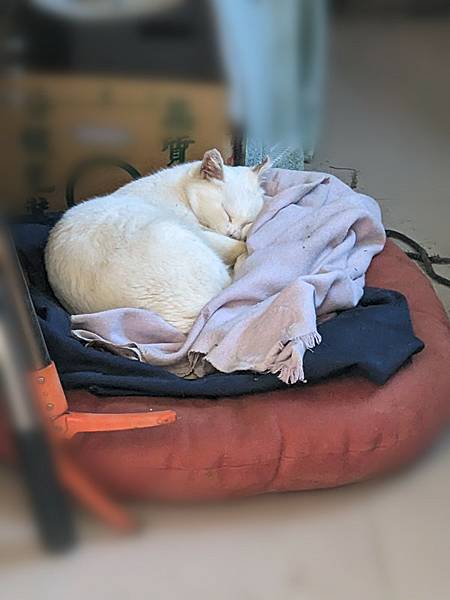 吃素貓咪.jpg 吃素貓咪.jpg