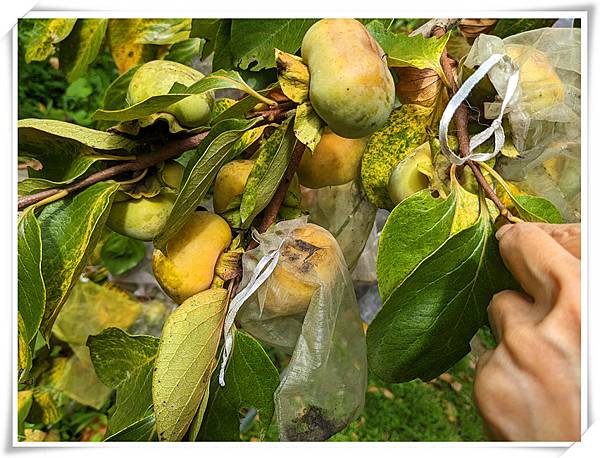 有機柿子樹.jpg 有機柿子樹.jpg