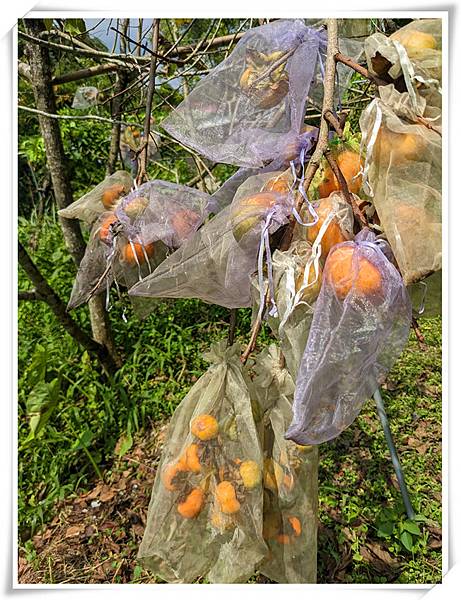 有機柿子樹3.jpg 有機柿子樹3.jpg