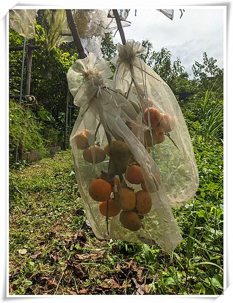 有機柿子樹2.jpg 有機柿子樹2.jpg