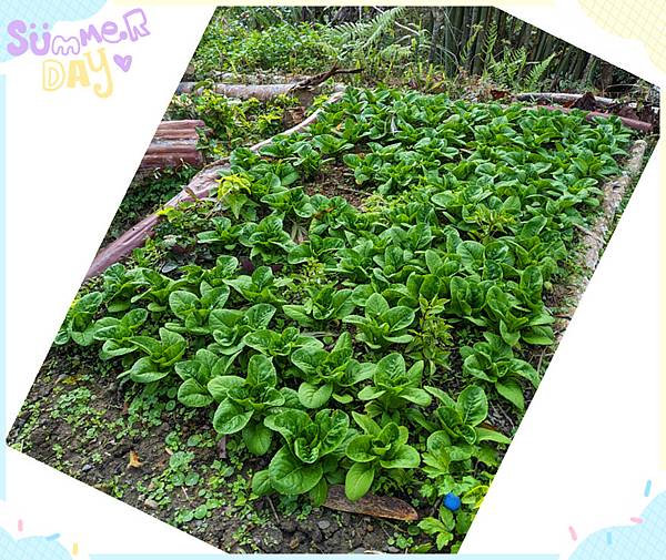 有機耕作.jpg 有機耕作.jpg