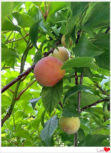 採李子.jpg 採李子.jpg