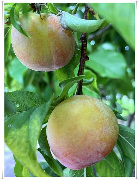 採李子2.jpg 採李子2.jpg