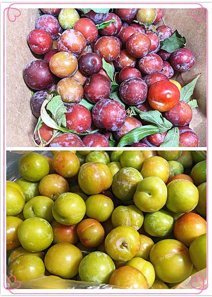 採李子3.jpg 採李子3.jpg