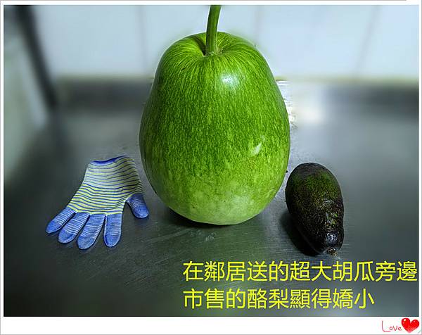 大蒲瓜.jpg 大蒲瓜.jpg