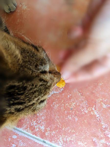 愛吃南瓜素的貓2.jpg 愛吃南瓜素的貓2.jpg