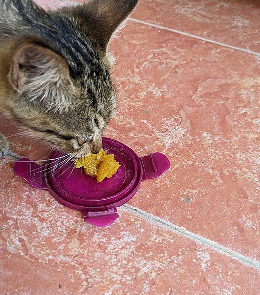 愛吃南瓜素的貓.jpg 愛吃南瓜素的貓.jpg