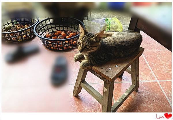 愛吃素的貓.jpg 愛吃素的貓.jpg