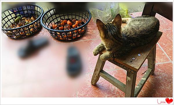 愛吃素的貓2.jpg 愛吃素的貓2.jpg