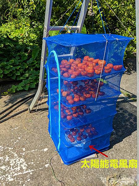 曬柿餅3.jpg 曬柿餅3.jpg