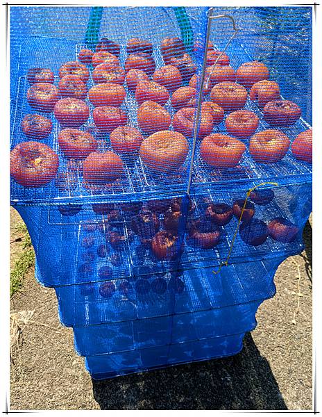 曬柿餅2.jpg 曬柿餅2.jpg