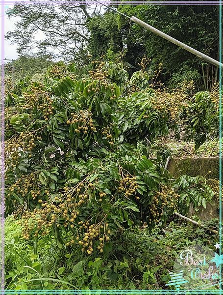 糖心蜜柿餅(有機．手作)