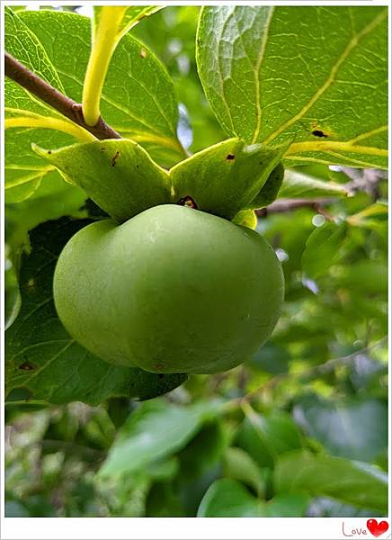 有機柿子.jpg 有機柿子.jpg