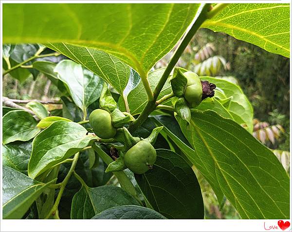 有機柿子2.jpg 有機柿子2.jpg