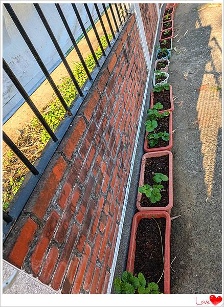 各種菜苗.jpg 各種菜苗.jpg