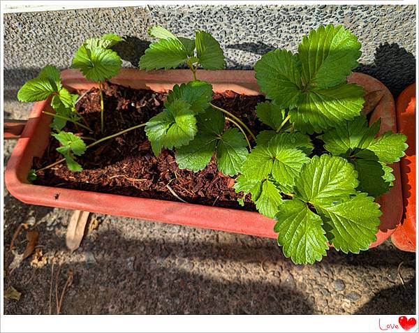 草莓苗.jpg 草莓苗.jpg