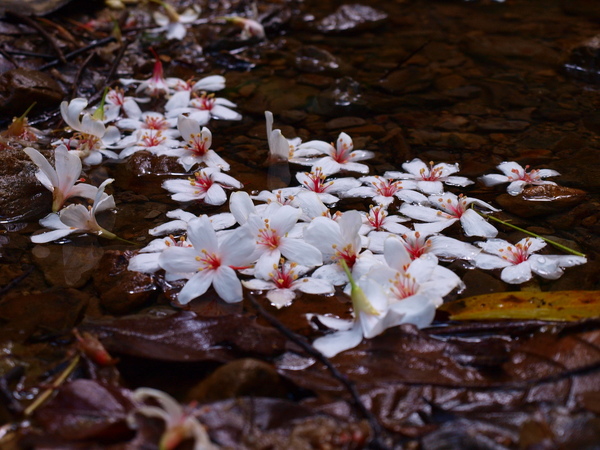 落花流水.jpg