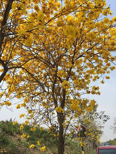 虎尾河堤風鈴木