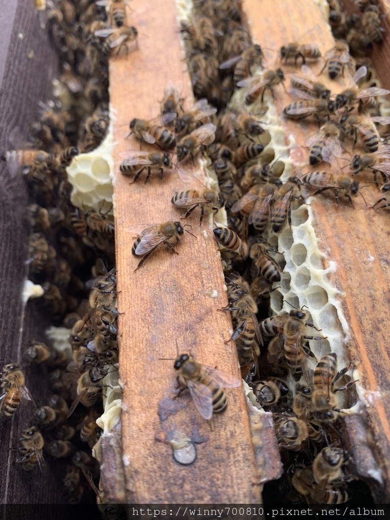 新竹/竹北【愛蜂園】 新竹蜜蜂生態體驗~新竹愛蜂園養蜂體驗區