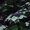 夜晚的繡球花