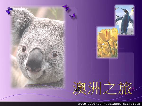 Koala01