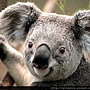 Koala.jpg