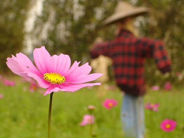 花與稻草人