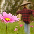 花與稻草人