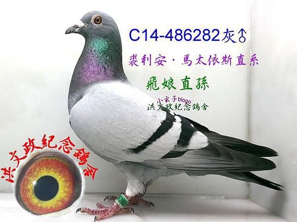 486282 486282