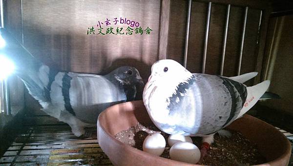 IMAG0915 IMAG0915