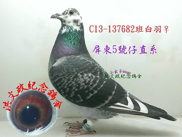 137682 137682