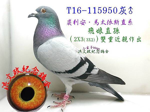 115950 115950