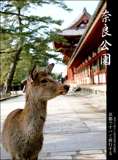 東大寺外的鹿