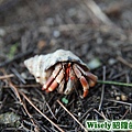 新豐：紅樹林保護區寄居蟹
