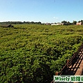 新豐：紅樹林保護區