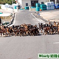村長的羊群過馬路