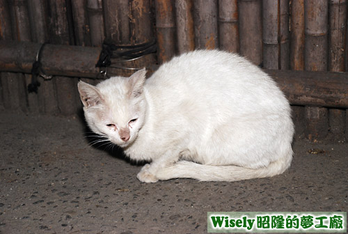 大白貓