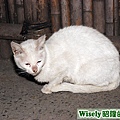 大白貓