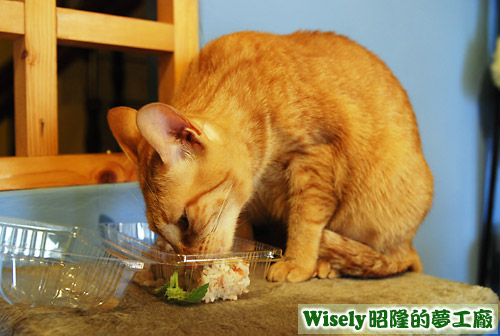 ChiuChiu吃貓餐