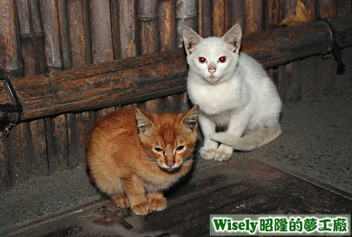 小橘子貓、小白貓