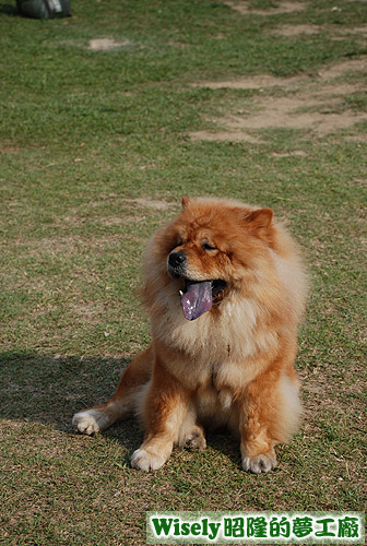 鬆獅犬