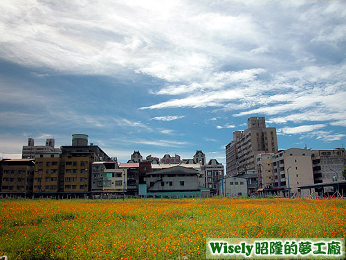 逢甲福星路花海